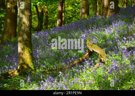 Bluebells, Hardcastle Crags, Hebden Bridge Banque D'Images