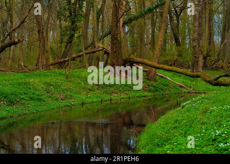 Petite rivière dans la forêt, rive verte de la rivière au printemps, arbre tombé se trouve de l'autre côté de la rivière Banque D'Images