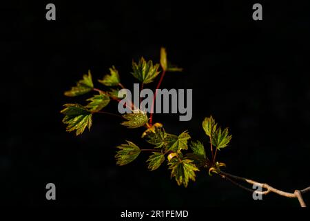 Petit érable au printemps dans la forêt avec les premières feuilles de l'année Banque D'Images