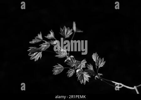 Petit érable au printemps dans la forêt avec les premières feuilles de l'année, photographie en noir et blanc Banque D'Images