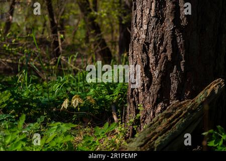 Petit érable au printemps dans les bois à côté d'un grand vieux pin Banque D'Images