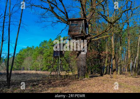 Haut stand pour les chasseurs en bois au bord de la forêt, donnant sur un grand pré, maison d'arbre supplémentaire dans un grand chêne Banque D'Images