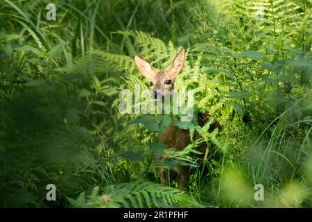 Cerf dans la forêt Banque D'Images