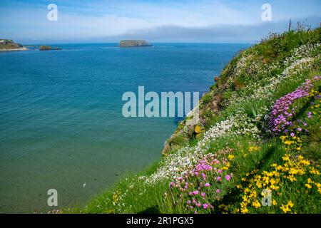 Printemps au pont de corde de Carrick-a-Rede, Causeway Coast, comté d'Antrim, Irlande du Nord Banque D'Images