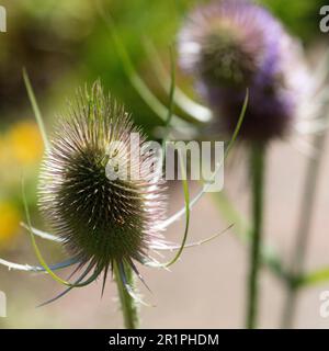 Cardoon sauvage, Dipsacus fullonum, chardon, plante, botanique, Été, nature, fleurs d'été, Zella, Thuringe, Allemagne, Banque D'Images