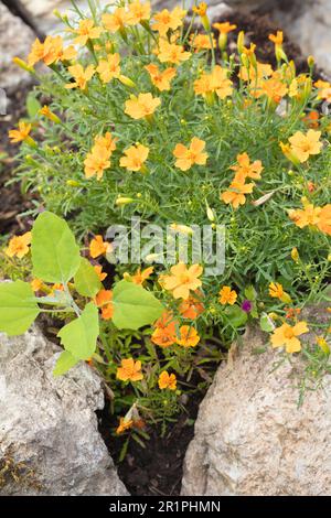 Fleurs dans le jardin du monastère, Propstei Zella, jardin, botanique, été, Vue sur le village, Zella, Rhön, Wartburgkreis, Thuringe, Allemagne, Europe, Banque D'Images