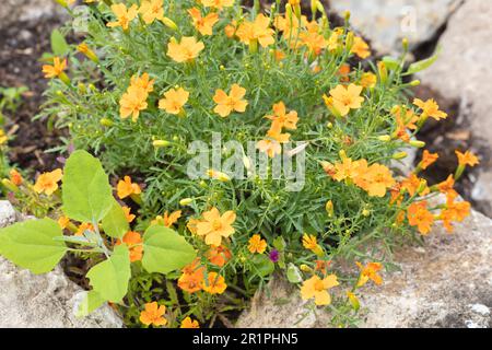 Fleurs dans le jardin du monastère, Propstei Zella, jardin, botanique, été, Vue sur le village, Zella, Rhön, Wartburgkreis, Thuringe, Allemagne, Europe, Banque D'Images