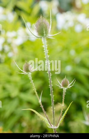 Cardoon sauvage, Dipsacus fullonum, chardon, plante, botanique, Été, nature, fleurs d'été, Zella, Thuringe, Allemagne, Banque D'Images