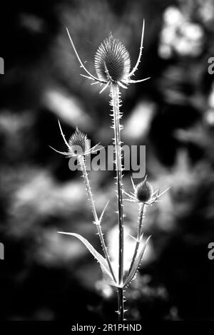 Cardoon sauvage, Dipsacus fullonum, chardon, plante, botanique, Été, nature, fleurs d'été, Zella, Thuringe, Allemagne, Banque D'Images