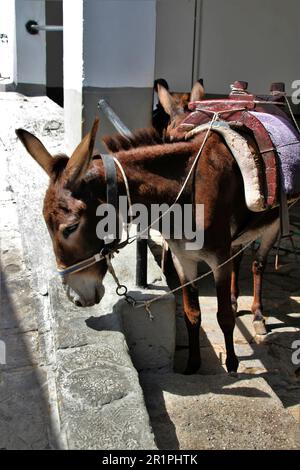 Les ânes attendent les touristes, les monts, Lindos, Rhodes, Grèce Banque D'Images