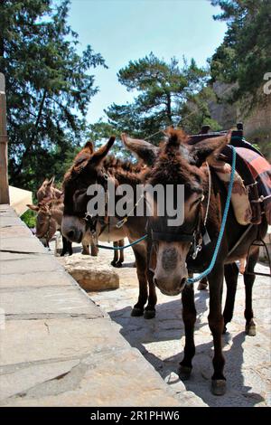 Les ânes attendent les touristes, les monts, Lindos, Rhodes, Grèce Banque D'Images