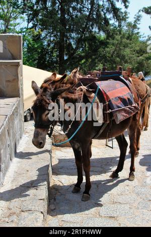 Les ânes attendent les touristes, les monts, Lindos, Rhodes, Grèce Banque D'Images