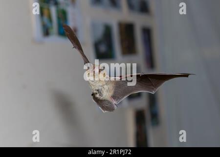 Chauve-souris, Pipistrellus nathusii, à la peau rugueuse, en vol Banque D'Images