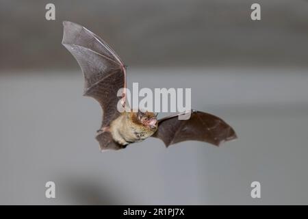 Chauve-souris, Pipistrellus nathusii, à la peau rugueuse, en vol Banque D'Images