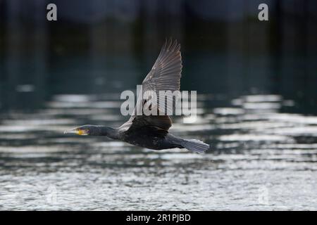 Cormorant, Phalacrocorax carbo, en vol, en vol Banque D'Images