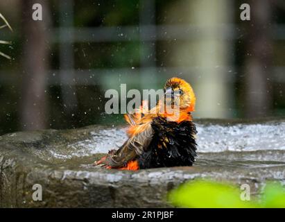 Evêque rouge du Sud (Euplectes orix) dans le bain d'oiseaux, Hermanus, Afrique du Sud Banque D'Images