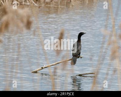 Cormorant pygmée, Microcarbo pygmeus, Phalacrocorax pygmeus Banque D'Images