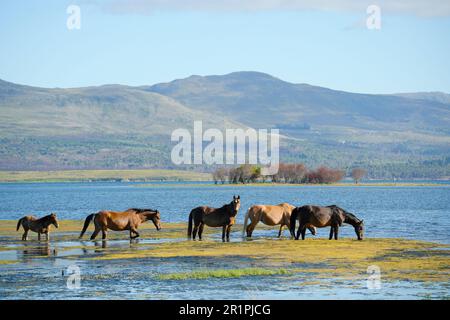 Chevaux sauvages dans la rivière Bot, Overberg, Afrique du Sud Banque D'Images