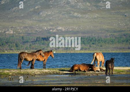 Chevaux sauvages dans la rivière Bot, Overberg, Afrique du Sud Banque D'Images