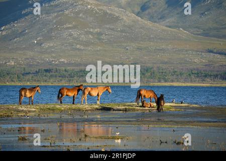 Chevaux sauvages dans la rivière Bot, Overberg, Afrique du Sud Banque D'Images