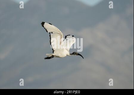 Ibis sacré africain (Threskiornis aethiopicus), Overberg, Afrique du Sud Banque D'Images