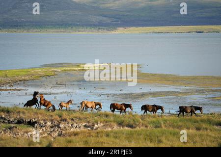 Chevaux sauvages dans la rivière Bot, Overberg, Afrique du Sud Banque D'Images