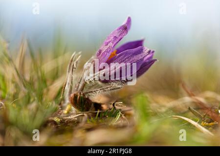 Cowslip, fleur de Pasque, Pulsatilla vulgaris Banque D'Images