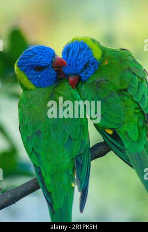 Rainbow Lorikeet, Trichoglossus mouccanus, Malanda, Australie. Banque D'Images