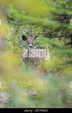 Un cerf de Mule dans la forêt. Banque D'Images