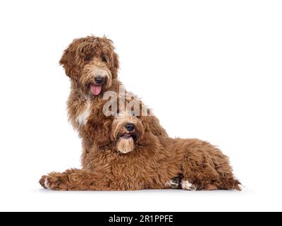 Adorable duo australien Cobberdog aka Labradoodle Dog Pups, assis et allongé sur les côtés. En regardant loin de l'appareil photo. Taches blanches sur la poitrine et les orteils. ISO Banque D'Images