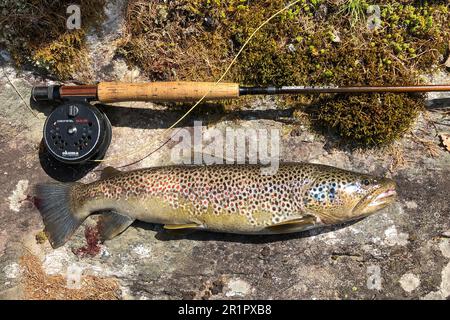 Italie, Trentin-Haut-Adige, Haut-Adige - Tyrol du Sud, Vinschgau, Vallée du Martell, Plima, truite brune, Salmo trutta fario Banque D'Images