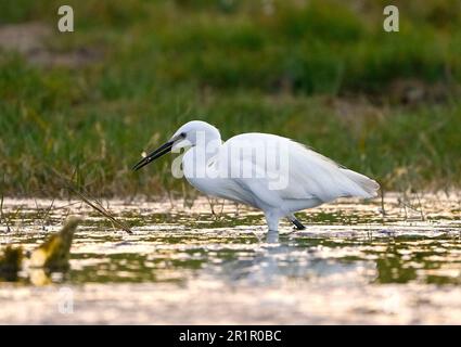 Little Egret (Egretta garzetta) pêche dans les zones humides de la rivière Bot, Overberg, Afrique du Sud. Banque D'Images