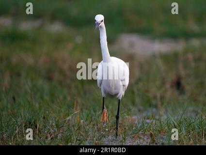 Little Egret (Egretta garzetta) pêche dans les zones humides de la rivière Bot, Overberg, Afrique du Sud. Banque D'Images