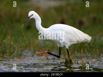 Little Egret (Egretta garzetta) pêche dans les zones humides de la rivière Bot, Overberg, Afrique du Sud. Banque D'Images