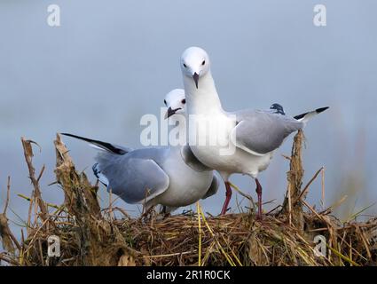 La Mouette de Hartlaub (Chericocephalus hartlaubii) endémique en Afrique australe, lagune de la rivière Bot, Overberg, Afrique du Sud. Banque D'Images