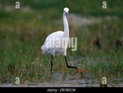 Little Egret (Egretta garzetta) pêche dans les zones humides de la rivière Bot, Overberg, Afrique du Sud. Banque D'Images