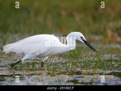 Little Egret (Egretta garzetta) pêche dans les zones humides de la rivière Bot, Overberg, Afrique du Sud. Banque D'Images