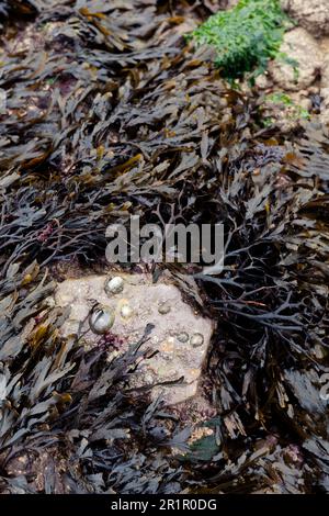 Détail des algues et des coquillages sur la plage de Normandie près de Vierville sur Mer Banque D'Images