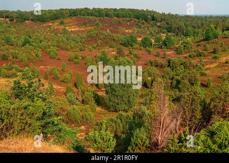 Vue de Wilseder Berg au paysage de la santé Banque D'Images