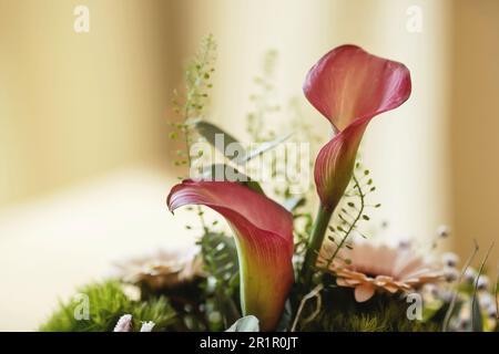 Deux Callas. Gros plan Banque D'Images