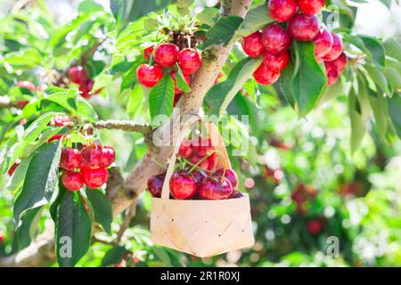 panier en osier rempli de cerises mûres sur fond de cerisiers avec baies de cerises Banque D'Images