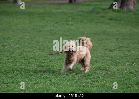 Chien (Mini Goldendoodle) en train de courir avec un bâton Banque D'Images