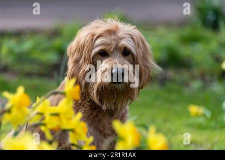 Chien (Mini Goldendoodle) assis derrière les jonquilles Banque D'Images