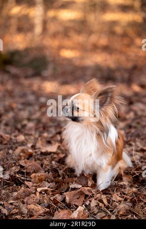 Chihuahua, poil long, jeune homme, portrait, fond de la nature Banque D'Images