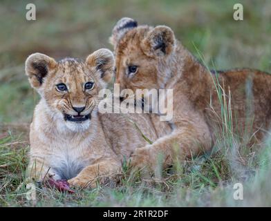 Cubs (Panthera leo), sanctuaire de la vie sauvage de Maasai Mara, Kenya Banque D'Images