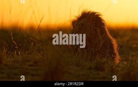 Lion fourré (Panthera leo) au lever du soleil dans la savane de graminées, sanctuaire de la faune de Maasai Mara, Kenya. Banque D'Images