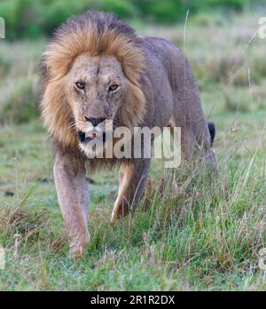 Lion fourré (Panthera leo) dans la savane herbeuse, sanctuaire de la vie sauvage de Maasai Mara, Kenya. Banque D'Images