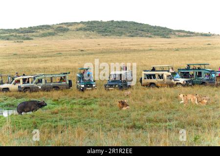 Fierté du lion (Panthera leo) bassiéger un ancien buffle du Cap, réserve de gibier de Maasai Mara, Kenya, Afrique. Banque D'Images