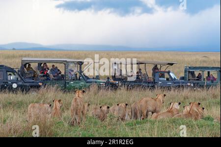 Lion Pride (Panthera leo) et touristes, Maasai Mara Game Reserve, Kenya, Afrique Banque D'Images