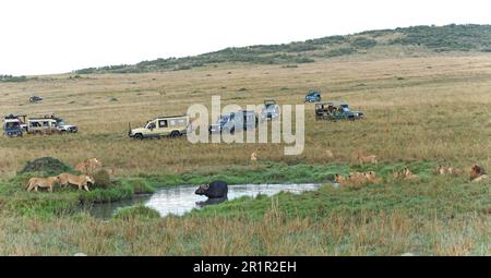 La fierté du lion (Panthera leo) entoure un bison, réserve de gibier de Maasai Mara, Kenya, Afrique. Banque D'Images